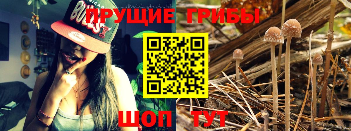 Псилоцибиновые грибы Magic Shrooms  Вход с VPN  Галлюциногенные грибы Psilocybe  Елец 
